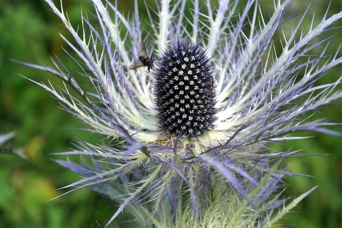 thistle  fly  nature