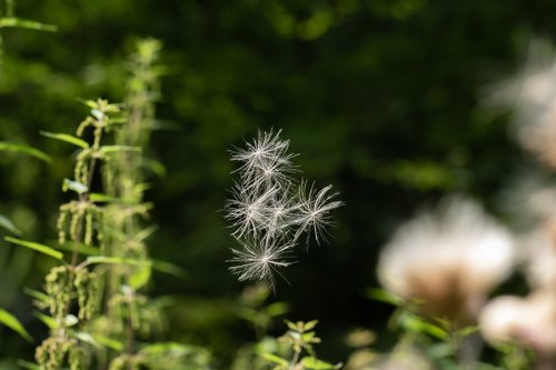 thistle  flying seeds  delicate