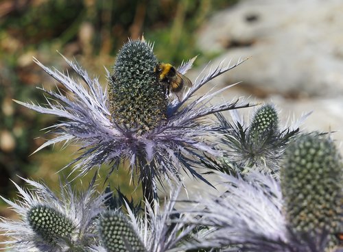 thistle  mountain  flower