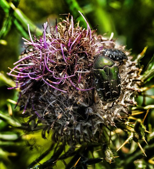 thistle  blossom  bloom