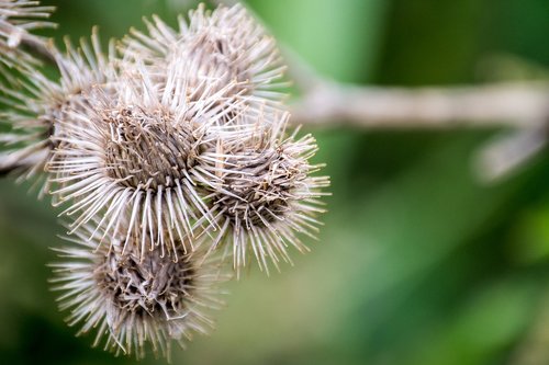 thistle  dry  dehydrated