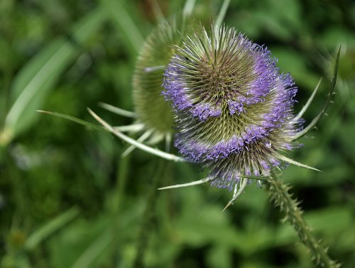 thistle  flower  summer