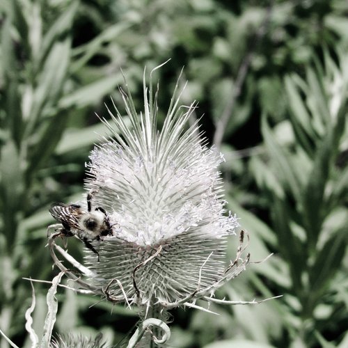 thistle  bumblebee  flower