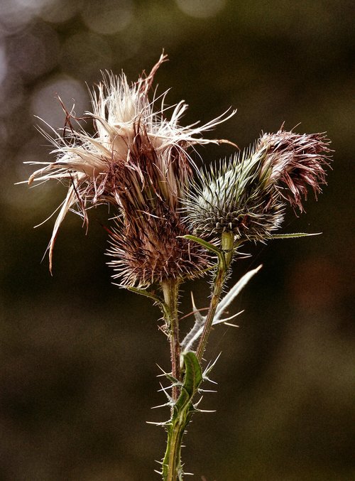 thistle  inflorescence  backlighting