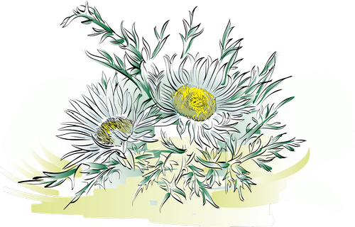 thistle  alpine flower  flower