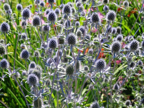 thistle  garden  meadow