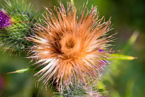 thistle  wild plant  prickly