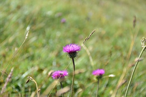 thistle  grass  nature