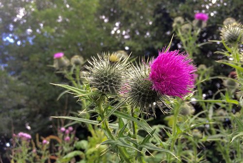 thistle  flower  purple