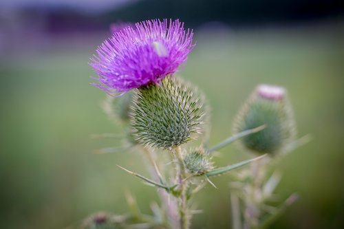 thistle  spur  nature