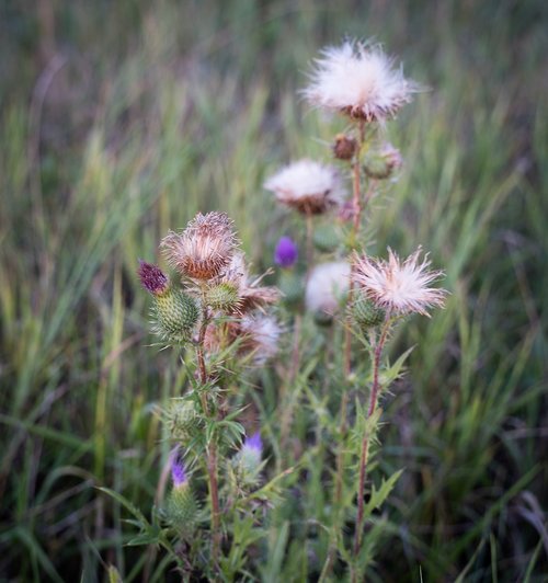 thistle  grasses  flowers