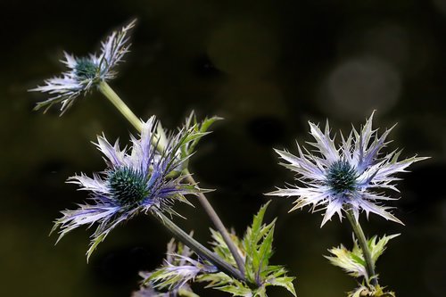 thistle  flower  plant