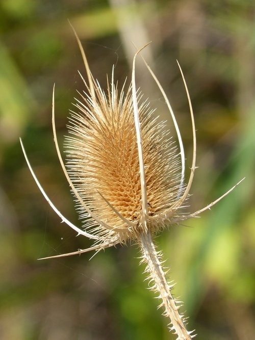 thistle  dipsacus fullonum  dried plant