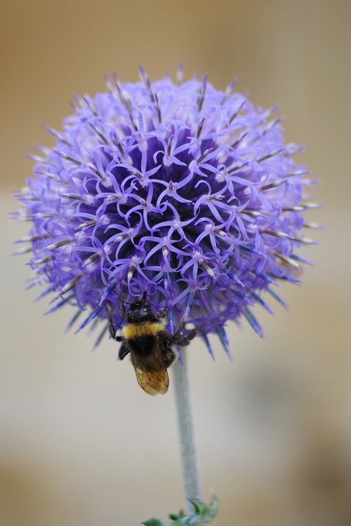 thistle  hummel  flower