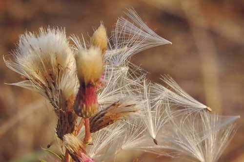 thistle  seeds  dandelion