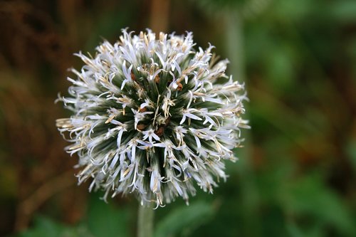 thistle  globe thistle  autumn