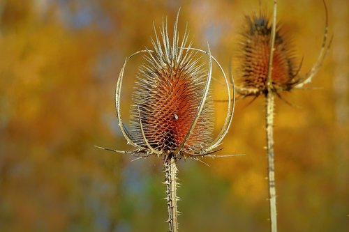 thistle  nature  plant