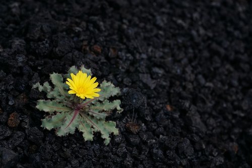 thistle  yellow  black