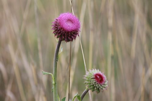 thistle wildflower nature