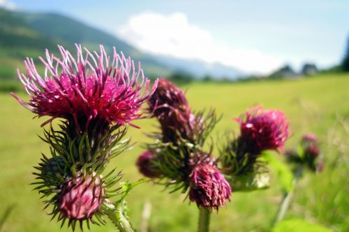 thistle flowers bloom