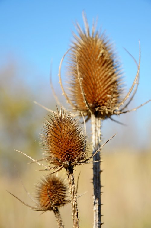 thistle  plant  barbed