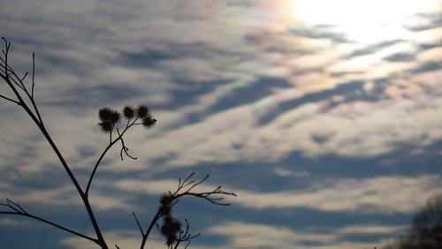 thistle  sky  nature