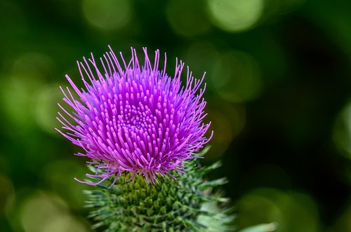 thistle  flower  plant