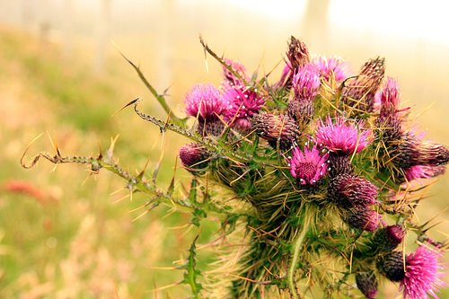 thistle  scotland  flower