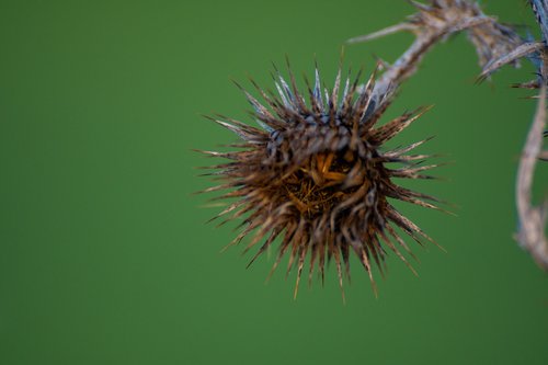 thistle  dry flower  thorny