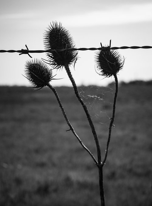 thistle  flower  nature