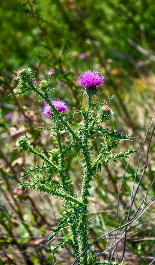thistle  spikes  meadow