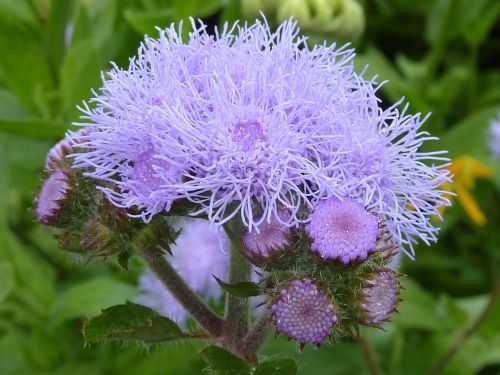 thistle flower purple