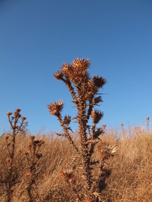 thistle blossom bloom