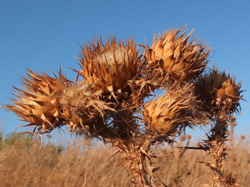 thistle dry nature