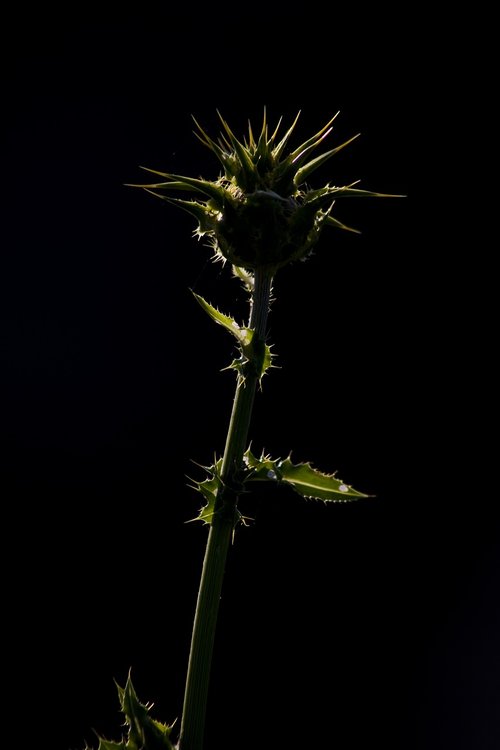 thistle  flower  nature