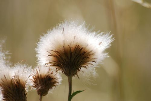 thistle seeds weed