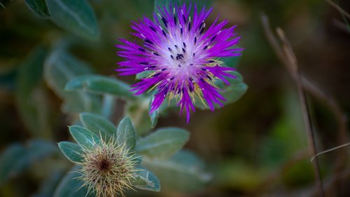 thistle  color  change