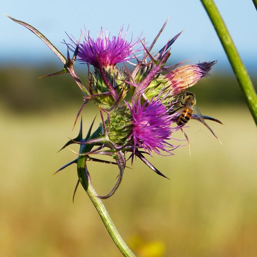 thistle  thorns  flower