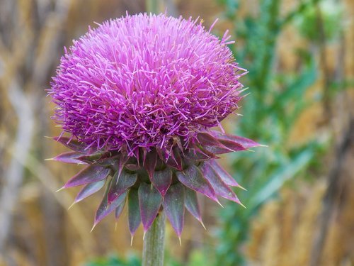 thistle  purple  flower