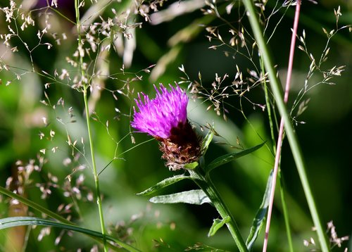 thistle  plant  flower