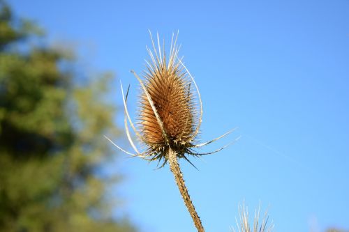 thistle autumn dry