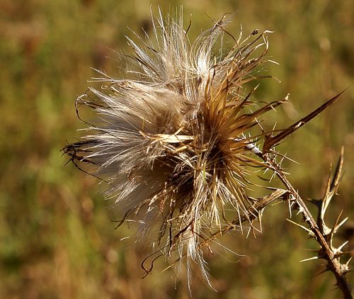 thistle field plant zeschły thistle