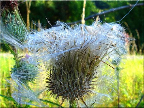 thistle close prickly