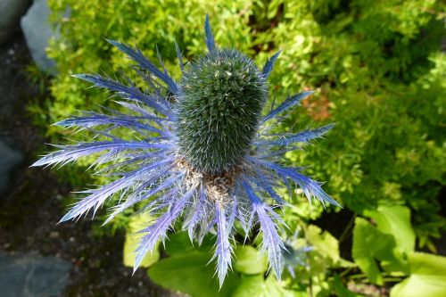 thistle blue flower