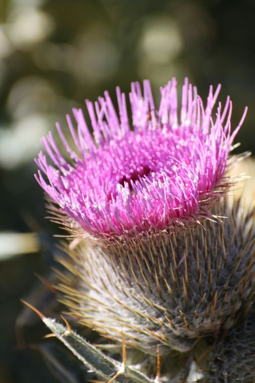 thistle flower pink