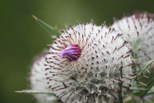 thistle alps mountain