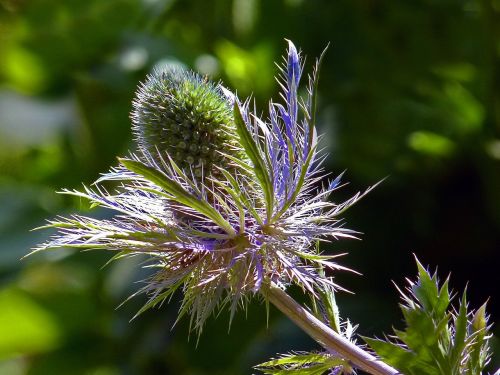 thistle blue flower