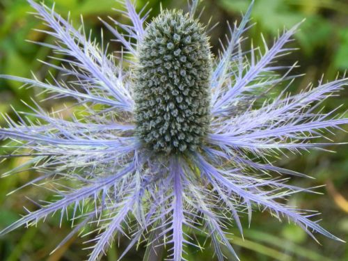 thistle flower plant