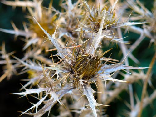 thistle trockenblume plant