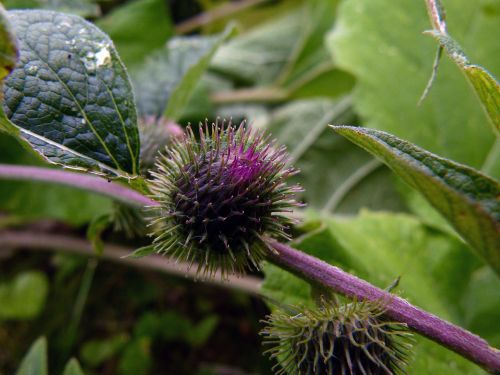 thistle weed flower